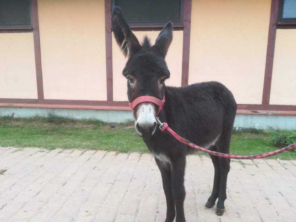 Pensjonat Przy Stajni Kierzkowo  외부 사진